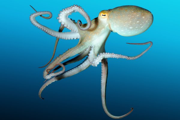 Kraken17at