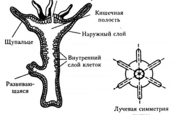 Kraken 17 at